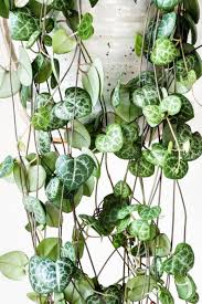 Pin On Indoor House Plants