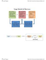 Psych101 Study Guide Fall 2013 Final Short Term Memory Richard Shiffrin Sensory Memory