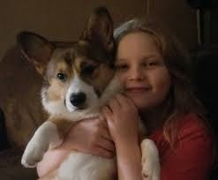 Rizzo Furguson and his bff Bandit disapprove of me catching them cuddling  instead of having a corgi smack down