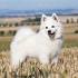 German Spitz Dog Breed Pictures, Characteristics, & Facts