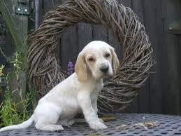 Beagle Cocker Spaniel Mix Black And White Bildschone Beagle Cocker Spaniel Mix Welpen Bersenbruck Cocker Spaniel Mix Beagle Dogs