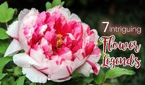 We did not find results for: 7 Intriguing Flower Legends Blog Flower Patch Online Flower Delivery Phillippines