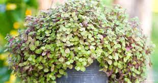 Keep the soil slightly moist, but don't water directly into the crown as this will cause an unsightly rot in. Bolivian Wandering Jew Care Growing Callisia Repens
