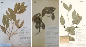 Image result for Dichapetalum