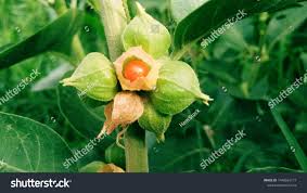 Image result for Withania somnifera