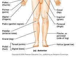 For a human in anatomical position, this pair of terms is equivalent to anterior and posterior. Http Www Lamission Edu Lifesciences Alianat1 Chap1 Anatomical 20terminology Pdf