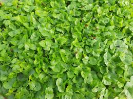 Image result for Macrotyloma africanum