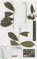 Image result for Maerua duchesnei