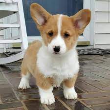 Maybe you would like to learn more about one of these? Corgi Puppies For Sale In Corgi Puppies For Adoption Facebook