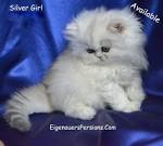 Persian Kittens for sale | Adorable persian Kittens | Cute ...