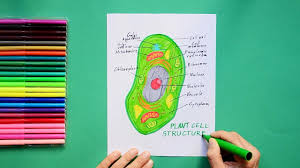 Check spelling or type a new query. How To Draw Plant Cell Labeled Science Diagram Youtube