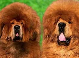 Tibetan Mastiff Dog Breed In India And Price In India Mastiff Dog Breeds Tibetan Mastiff Dog Dog Breeds