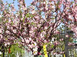 Maybe you would like to learn more about one of these? Flowering Almond Standard Knippel Garden Centre