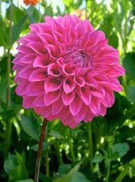 Formby Kaitlin Beautiful Flowers Photography Beautiful Pink Flowers Beautiful Flowers Wallpapers