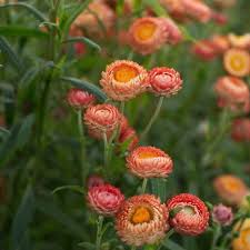Die Strohblume Tipps Zur Richtigen Pflege Und Trocknung Hangepflanzen Blumen Blumen Anbauen