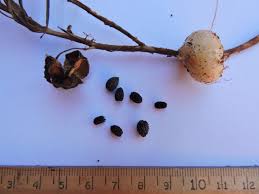 Image result for Walleria mackenziei