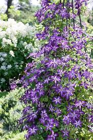 Synonyms clematis viticella 'venosa violacea' clematis. Clematis Venosa Violacea Media Database