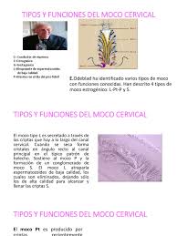 Tipos Y Funciones Del Moco Cervical Pdf Utero Vagina