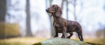 Since most golden mountain doodles shed little, if at all, they need to be brushed regularly to prevent matting, and must be clipped every few months. Dachshund All About Dogs Orvis