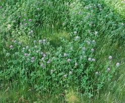 Image result for Trifolium masaiense