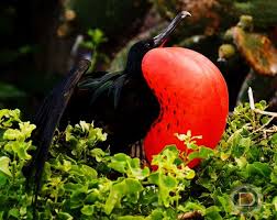 Ada banyak gambar burung elang mulai dari elang putih, elang jawa, hingga gambar kartun, animasi, hitam putih, rajawali emas, rajawali api, serta logo elang yang dicari. 35 Ide Animal Burung Taman Nasional Badak Sumatera