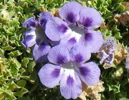 Image result for Aptosimum procumbens