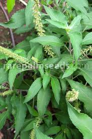 Image result for Basilicum polystachyon