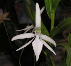 Image result for Jumellea usambarensis