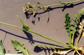 Image result for Capsella