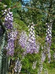 Pin On Garden Loveliness