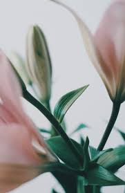 We did not find results for: Floral Studio Nyc When It S Time To Say Goodbye Sympathy Flowers Funeral Arrangements Delivered In Nyc