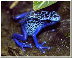 The Most Poisonous Venomous Animals In The World Poison Dart Frogs Poisonous Animals Poison Frog