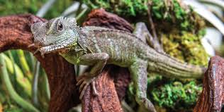 The chinese water dragon (physignathus cocincinus) is a species of agamid lizard native to china and mainland southeast asia. Chinese Water Dragon Galapagos Reptile Gear
