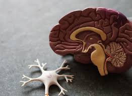 Image result for Neurologic Lesion Localization