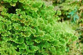 Image result for Selaginella soyauxii