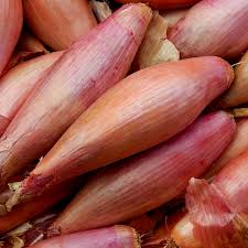 Tree onions or 'walking onions' produce bulbs at the top of the stem. Banana Shallot