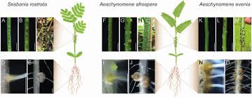 Image result for Aeschynomene afraspera