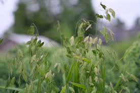 Image result for Chasmanthium latifolium