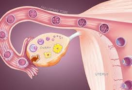 Our experts describe the functions of female reproduction, including ovulation, fertilization, and menopause. Female Reproductive System Diagram Functions Anatomy