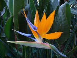 Orange Bird Of Paradise In Pot Strelitzia Bird Of Paradise Exoticflowers Birds Of Paradise Plant Paradise Plant Birds Of Paradise Flower