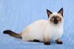 14 Cats That Stay Small: Munchkin, Singapura, Siamese, and ...