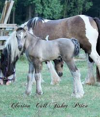 Pin On Interesting Equids