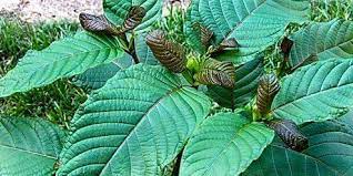 Daun ketum sememangnya di akui herba yang menpunyai khasiat untuk melancarkan perjalanan darah dan penawar sakit urat. Merah Networks Khasiat Daun Ketum Pokok Ketum Facebook