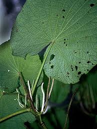 Image result for Piper umbellatum