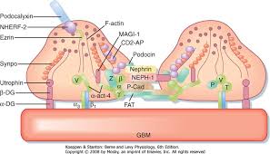 Blood filtration in the kidney glomerulus is essential for physiological homeostasis. Elements Of Renal Function Berne And Levy Physiology 6th Ed