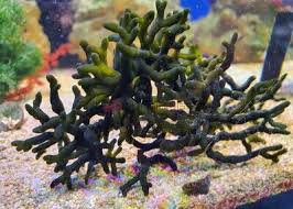 Image result for Macrotyloma densiflorum