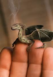 Baby Dragon Dragon Pictures Pet Dragon Tiny Dragon