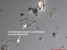 Image result for Cylindropsis