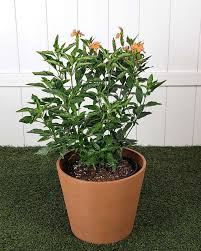Image result for Crossandra fruticulosa