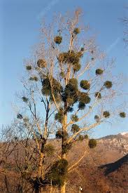Image result for Viscum obscurum